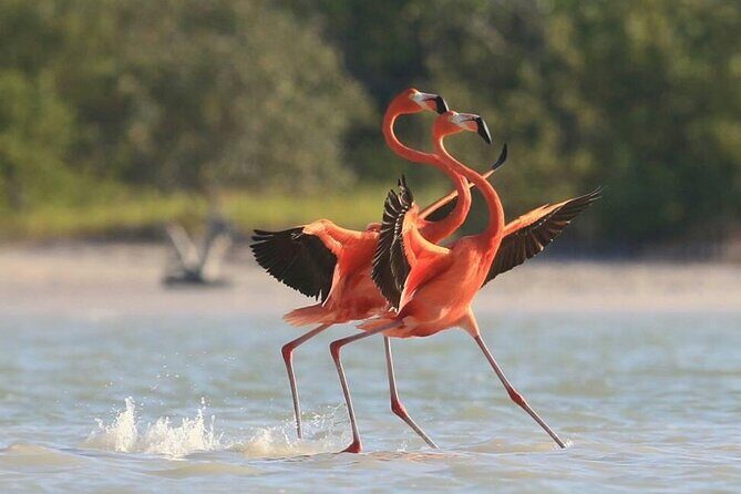 Private Tour Celestun Flamingo Watching and Beach - Should You Book This Private Celestún Tour?