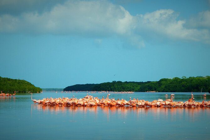 Private Tour Celestun Flamingo Watching and Beach - Flamingo Odds: When You’ll See Them (and How to Handle No-Wing Action)