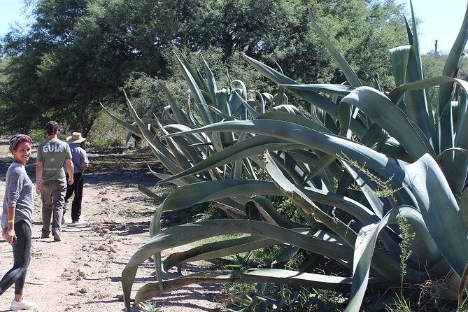 Private Tour of the Mezcal Route with Ancestral Drinks - Stop 2 in the mountains near San Miguel de Mexquitic: campanilla mezcal patio