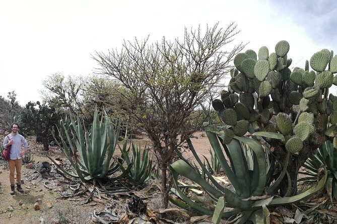 Private Tour of the Mezcal Route with Ancestral Drinks - What’s included (and why that matters for value)