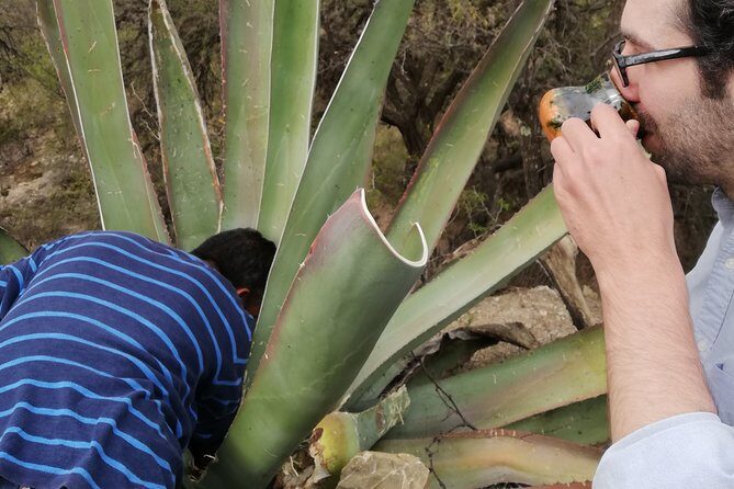 Private Tour of the Mezcal Route with Ancestral Drinks - Logistics you can plan around (simple, but don’t ignore them)