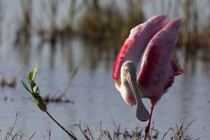 Private tour - Sian Ka´an Adventure - Biosphere reserve intro: how it changes what you notice