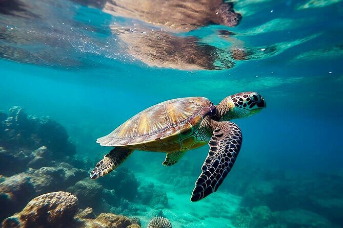 Private Tour Tulum Tortugas Cenote Beach All Inclusive - Key highlights you’ll feel right away