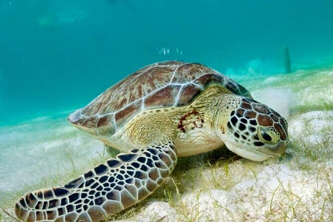 Private Tour Tulum Tortugas Cenote Beach All Inclusive - Sea-view Mexican food in Akumal: what to eat and why it fits