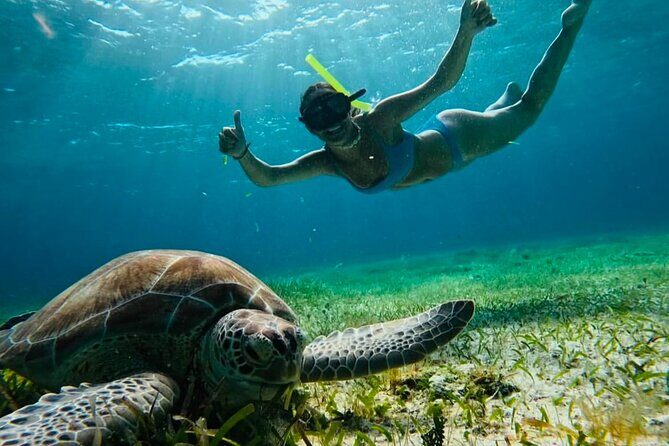Private Tour Turtles Coral Reef Cenote Beach All inclusive - Key highlights you’ll actually care about