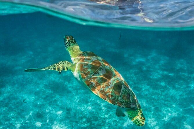 Private Tour Turtles Coral Reef Cenote Beach All inclusive - Cenote Xunaan-Ha: cool freshwater, swimming, and cultural weight