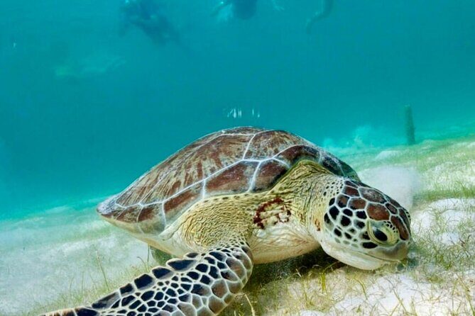 Private Tour Turtles Coral Reef Cenote Beach All inclusive - What’s included for the price: where your $203 really goes
