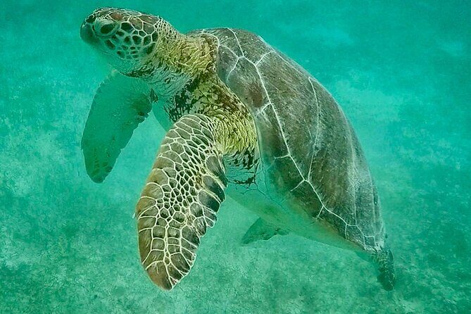 Private Tour Turtles Coral Reef Cenote Beach All inclusive - Practical tips so you enjoy every stop