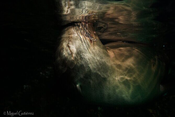 Private Trip Espiritu Santo Island - Sea Lions at La Lobera: Why This Private Snorkel Feels Different
