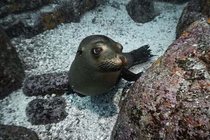 Private Trip Espiritu Santo Island - Price and Value: What $955.88 Covers for Up to 5