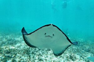 Private Tulum Ruins & Akumal Turtle Adventure - Akumal Beach Snorkeling: What Sea-Turtle Time Feels Like
