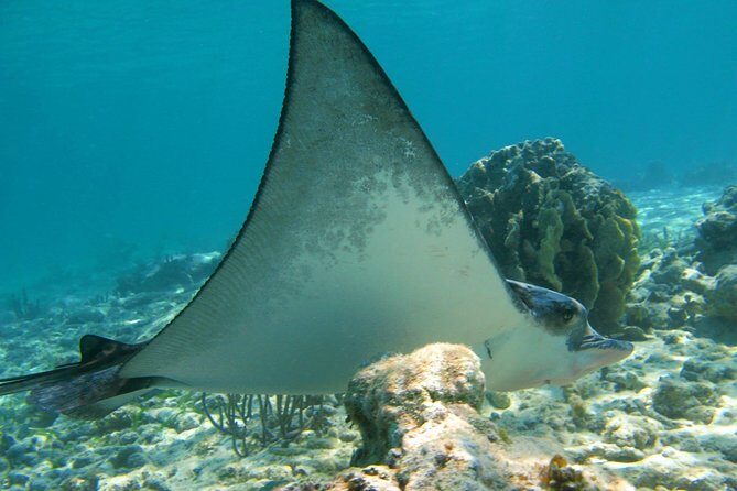 Private Turtle Snorkel Adventure in Akumal - The snorkeling plan at Akumal Beach: turtles, rays, and reef life