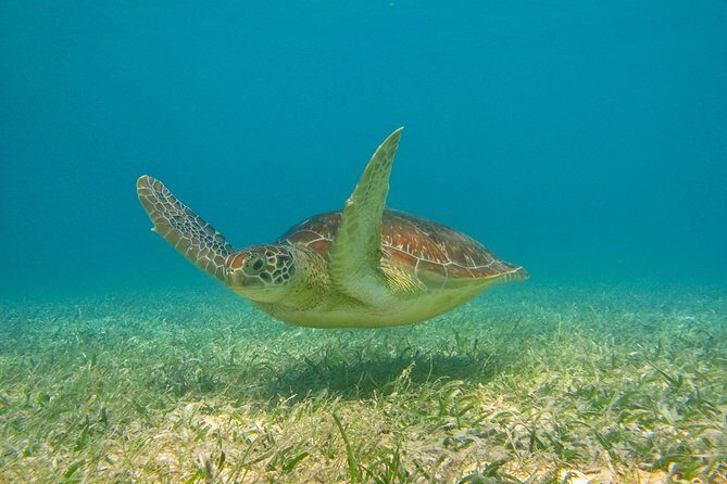 Private Turtle Snorkel Adventure in Akumal - Snorkeling gear, safety, and what to wear so you feel good