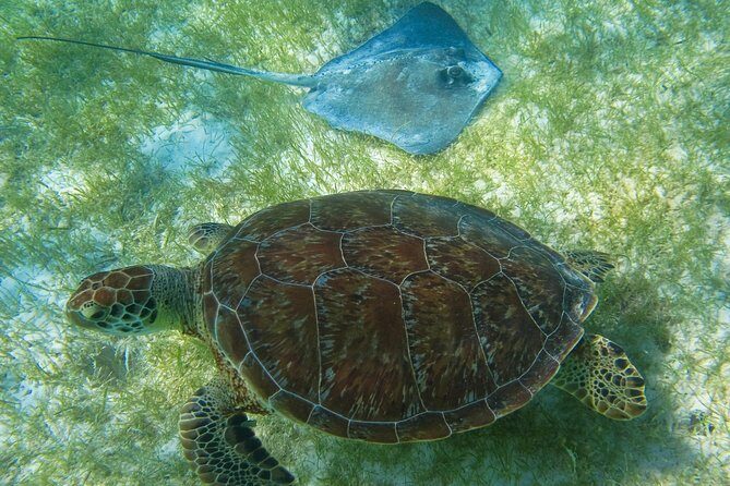 Private Turtle Snorkel Adventure in Akumal - Who should book this Turtle Bay private tour