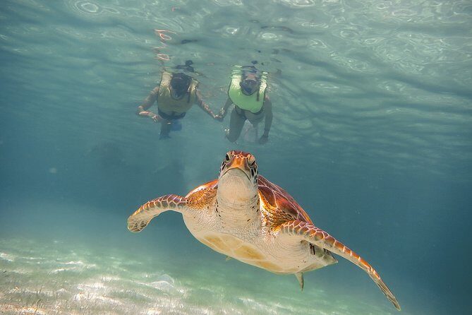 Private Turtles & Cenotes Adventure - Why this Puerto Aventuras plan feels like good value