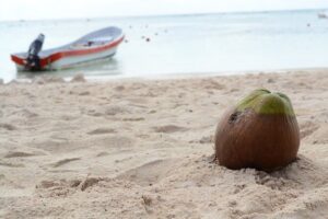 Private Turtles & Cenotes Adventure - Timing and logistics: the 6:00 am start (and why it’s worth it)