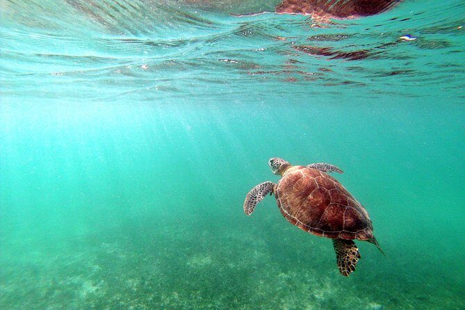 Private Turtles & Cenotes Adventure - What “private” means in real life (not just on paper)