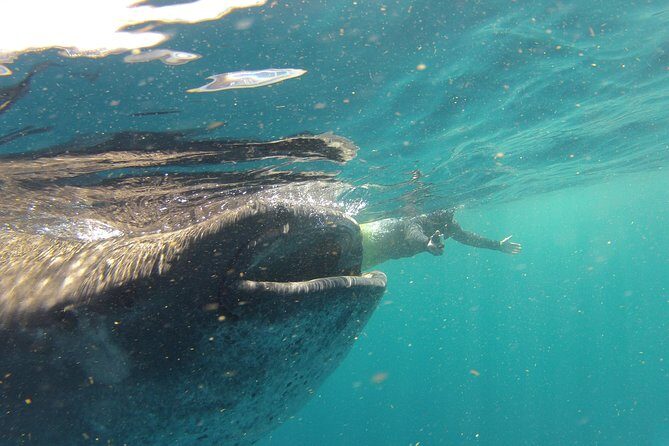 Private Whale Shark All Inclusive Experience - Why this Private Whale Shark Day Feels Different Than a Big-Boat Trip