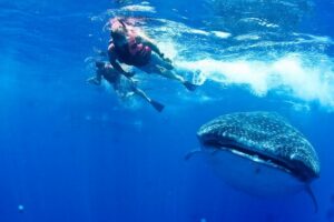 Private Whale Shark All Inclusive Experience - Getting Reef-Safe From the Start: Mayan Coral Reef Stop