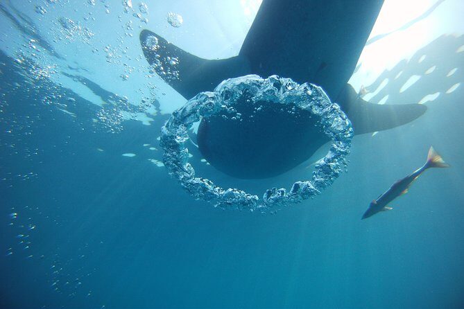 Private Whale Shark All Inclusive Experience - Isla Mujeres Snorkeling: A Second Chance to Enjoy the Sea