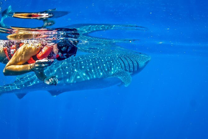 Private Whale Shark All Inclusive Experience - Price and Value: What $1,095 Covers (and What Costs Extra)