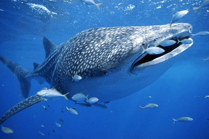 Private Whale shark Ecofriendly tour from Cancun - The real deal: what a private whale shark tour from Cancun actually delivers