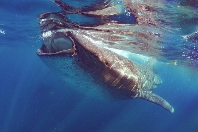Private Whale shark Ecofriendly tour from Cancun - The search in the Caribbean: what “private” feels like on the water