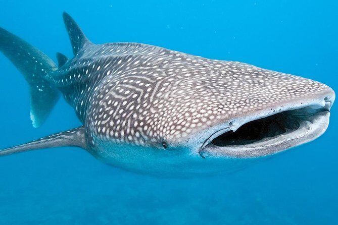 Private Whale shark Ecofriendly tour from Cancun - The reef stop and the lunch moment: where the day slows down