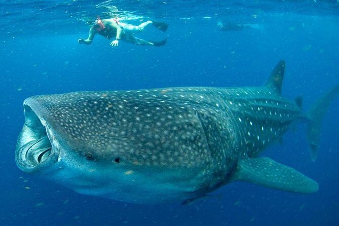 Private Whale shark Ecofriendly tour from Cancun - What’s included, what’s not: the budget reality check