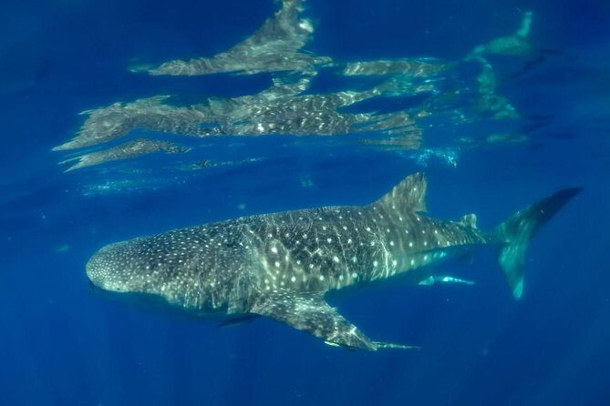 Private Whale shark Ecofriendly tour from Cancun - Ecofriendly in practice: the hygiene habits you’ll notice