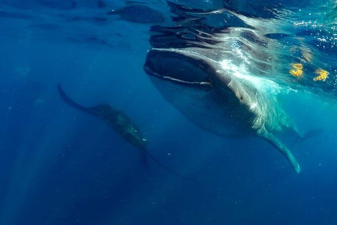 Private Whale shark Ecofriendly tour from Cancun - How to plan for an 8-hour day without getting wrecked
