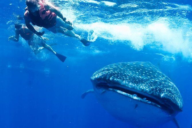 Private Whale shark Ecofriendly tour from Cancun - Getting from Cancun to Puerto Juarez: the easy part you pay for