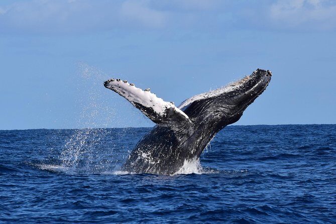 PRIVATE Whale Watch Tour | Cabo San Lucas | Biologist | FREE Pics - Meeting at Whale Watch CaboPlaza Bonita and Getting Set for Sea Time