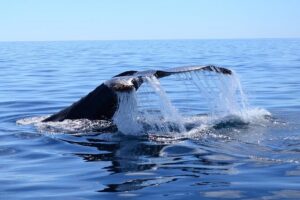 PRIVATE Whale Watch Tour | Cabo San Lucas | Biologist | FREE Pics - The Outbound Route: Arch Photos, Lovers’ Beach First Look, Pelican Rock Pass
