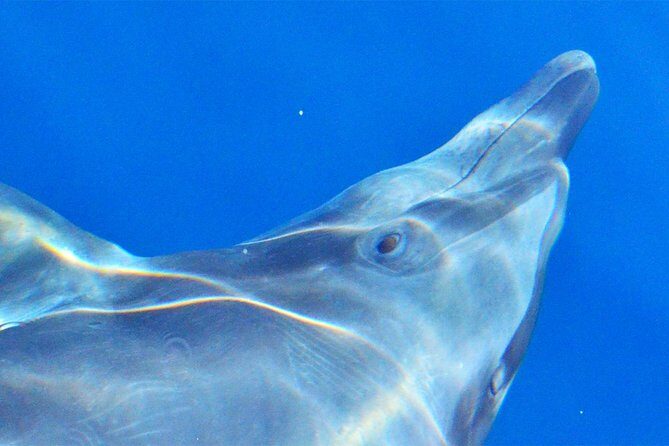 PRIVATE Whale Watch Tour | Cabo San Lucas | Biologist | FREE Pics - Your Marine Biologist Guide: What You Gain Beyond Sightings