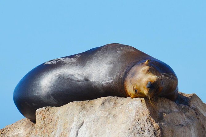 PRIVATE Whale Watch Tour | Cabo San Lucas | Biologist | FREE Pics - Free Photos Included, But Manage Expectations