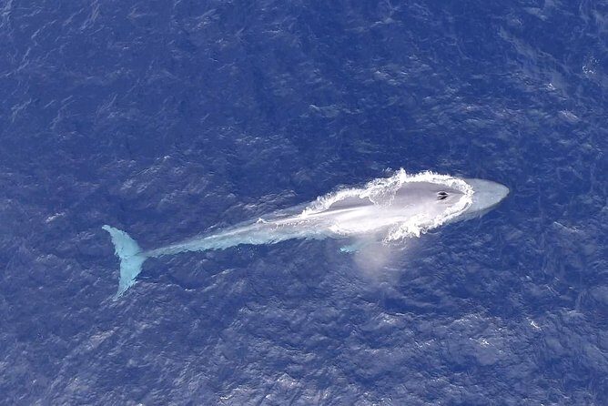 PRIVATE Whale Watch Tour | Cabo San Lucas | Biologist | FREE Pics - Season and the Sighting Guarantee (Mid-December to Mid-April)