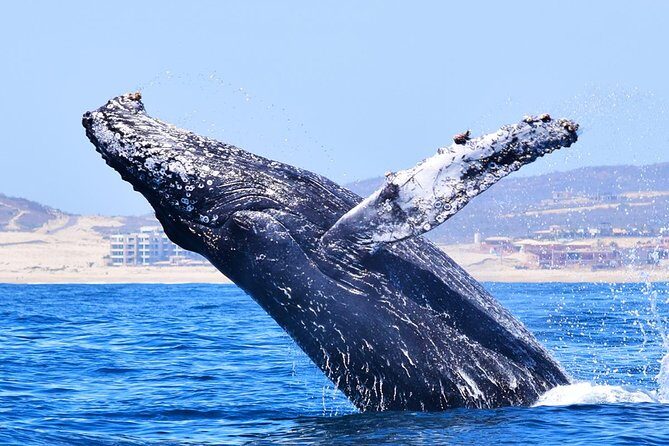 PRIVATE Whale Watch Tour | Cabo San Lucas | Biologist | FREE Pics - What’s Included, What’s Not, and the Small Comfort Wins