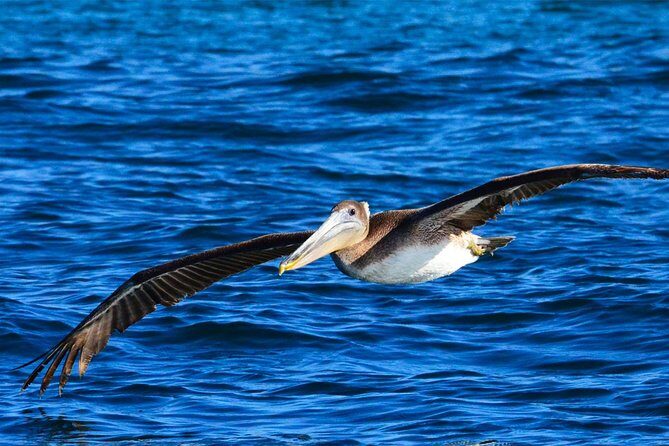 PRIVATE Whale Watch Tour | Cabo San Lucas | Biologist | FREE Pics - How Much Should You Pay? The Value Behind the $369.50 Price