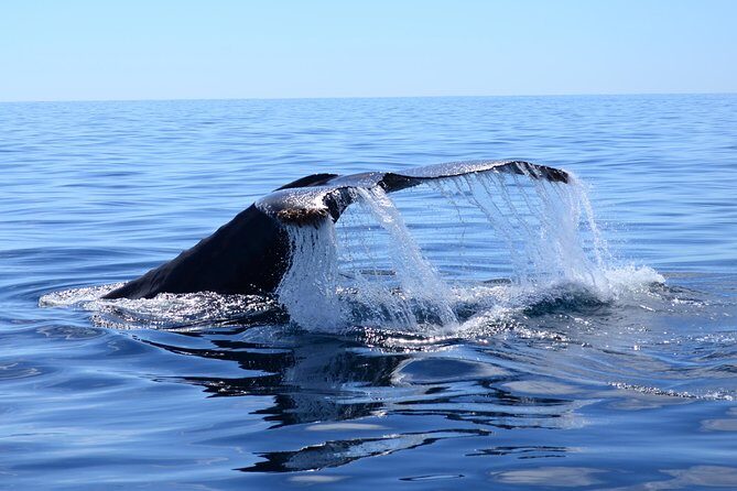PRIVATE Whale Watch Tour | Cabo San Lucas | Biologist | FREE Pics - The Outbound Route: Arch Photos, Lovers’ Beach First Look, Pelican Rock Pass