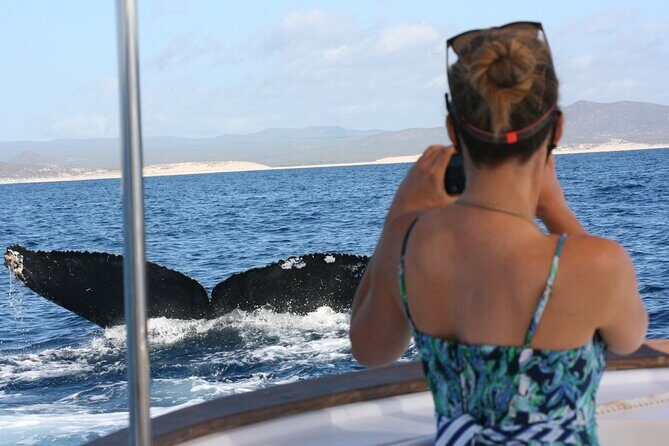 Private Whale Watching in San José del Cabo - Quick highlights before you book