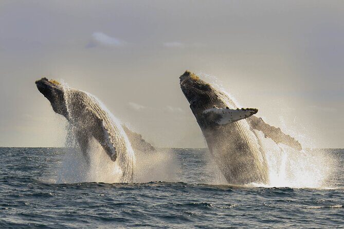 Private Whale Watching in San José del Cabo - The $200 price tag: when private whale time feels worth it