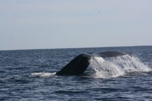 Private Whale Watching in San José del Cabo - Getting there and the schedule that drives your day