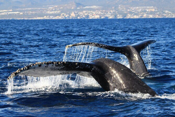 Private Whale Watching in San José del Cabo - On the water: humpbacks, hydrophone whale song, and what “private” changes
