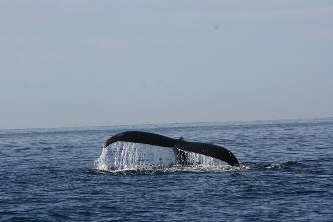 Private Whale Watching in San José del Cabo - The main stop: San José del Cabo waters (and why that matters)