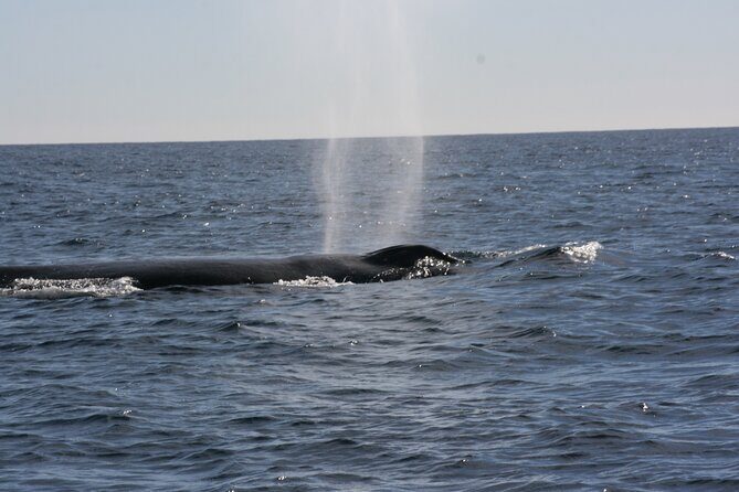 Private Whale Watching in San José del Cabo - Boat comfort on a 2.5-hour ride