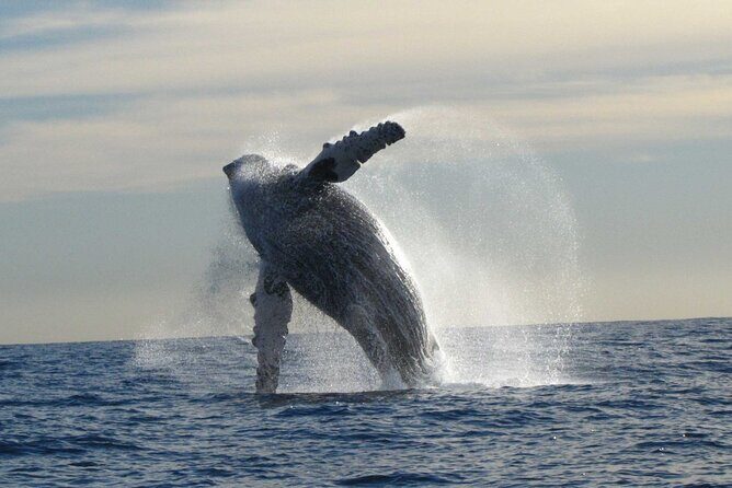 Private Whale Watching in San José del Cabo - Free photos: what you should expect from that perk