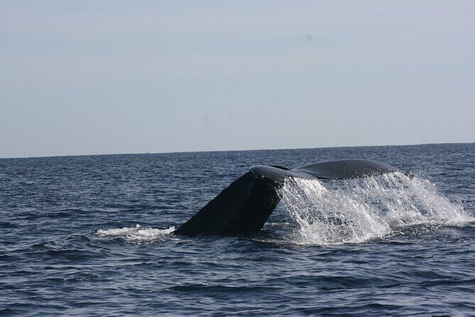 Private Whale Watching in San José del Cabo - Getting there and the schedule that drives your day