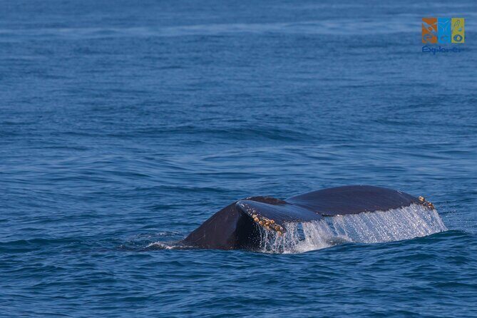 Private Whale watching Puerto Vallarta - Key points to know before you go