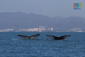 Private Whale watching Puerto Vallarta - Price and group value: $650 per private group (up to 6)